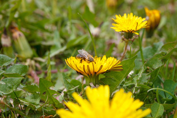 bee on a dandelion in the meadow