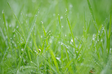 nasse Wiese am Morgen