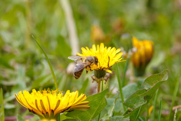 bee on a dandelion in the meadow