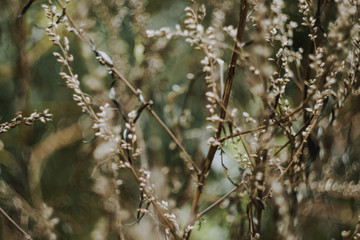 branch of a tree 