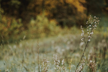 grass in the windy field