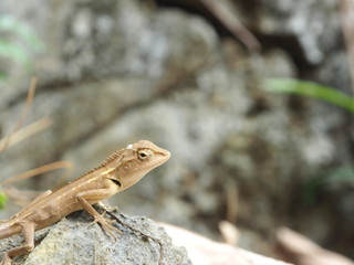 lizard on rock