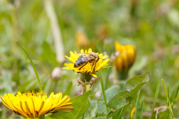 bee on a dandelion in the meadow