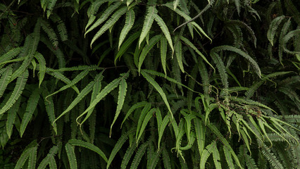 Naklejka na ściany i meble Two-leaf fern, which is a pioneer plant in the Cloud forest