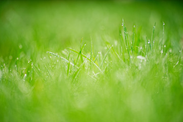 nasse Wiese am Morgen © sailer