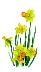 Picture of trumpet daffodils (yellow narcissi) hand drawn in watercolor isolated on a white background. The symbol of spring and nature's awakening.