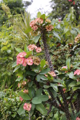 nature, landscape, garden, palms, indonesia, java, bogor