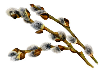 Picture of a willow branch hand drawn in watercolor isolated on a white background. Watercolor Easter illustration.The symbol of spring, nature's awakening and Easter celebration. © Tatiana