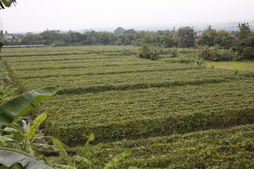 nature, landscape, garden, palms, indonesia, java, bogor