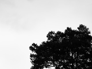 a black and white silhouette tree