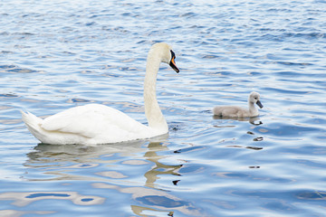 White swan with its young chick swimming