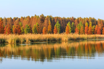 Obraz premium Beautiful colorful forest landscape in autumn season