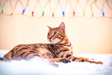 Beautiful stylish Bengal cat. Animal portrait. Bengal cat with soft selective focus. Collection of funny animals, moody capture. Foolish Funny Face, blur background