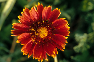 Gaillarde, gaillardia aristata