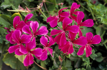 Geranium lierre, pelargonium x hederaefolium ' Surcouf '