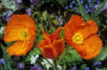 Pavot d'Islande, papaver nudicaule ' Wanderland '