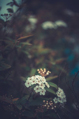 Primer plano de un ramillete de pequeñas flores blancas pertenecientes a la planta llamada "ramo de novia", en un ambiente natural, un jardín, con ramas y hojas desenfocadas en el fondo 