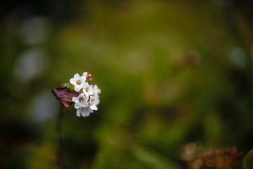 Primer pano de un ramillete de pequeñas flores blancas de la planta llamada 
