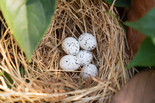 Bird nest with eggs in the beautiful nature 