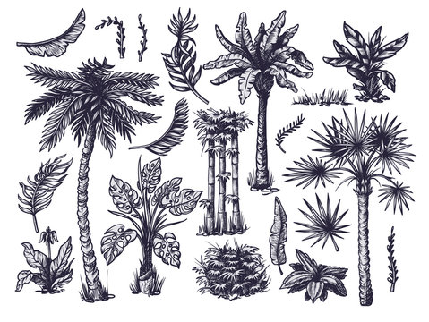 Set of graphic tropical trees such as palm, banana, monstera isolated. Vector.