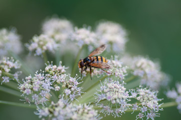 Aegopodium podagraria with Vespidae. Herb gerard. Bishop's weed. Goutweed. Gout wort