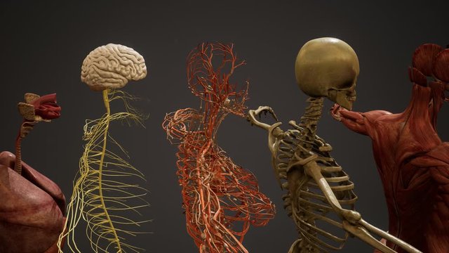 Animated 3D human anatomy illustration