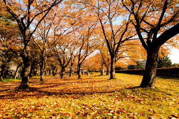 紅葉の公園散歩