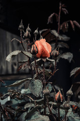 Imagen en primer plano de pimpollos de varias rosas color naranja, en un jardín al aire libre luego de una lluvia de otoño 