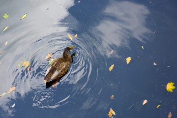 Duck swimming on the water. Wild life of birds in their natural habitat.