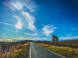 tree in highlands