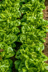 Acelgas plantadas en línea en un huerto urbano en la ciudad.