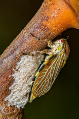 Beetle laying eggs on branch of a mango tree