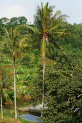 Fototapeta na wymiar Bogor, Indonesia