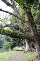 Botanical garden in Bogor, Java, indoneaia