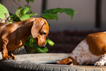 dachshund dog car tire background 