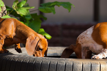 dachshund dog car tire background 
