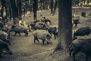 Rotte Wildschweine