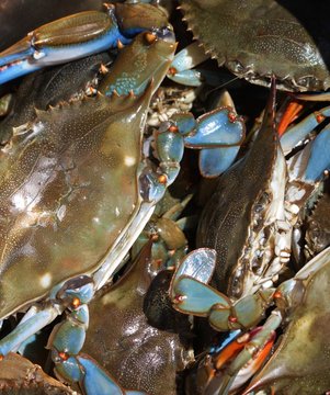 Bucket Of Blue Crabs Wadmalaw Island