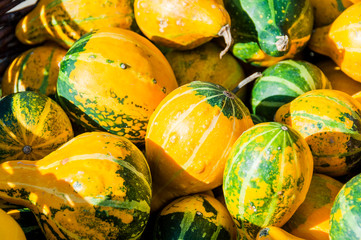 Zierkürbis, Kürbis, Dekoration, Herbst, Herbstfest, Herbstmarkt, Schweiz