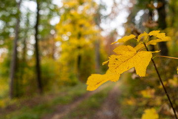 Russberg im Herbst _Deutschland 