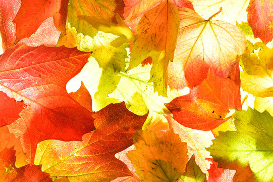 Golden orange autumn (fall) leaves background texture.