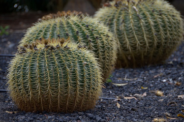 Schwiegermutterstuhl-Kaktus, Echinocactus grusonii