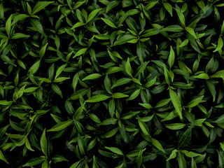 Tropical green leaf texture on dark green color and dark background