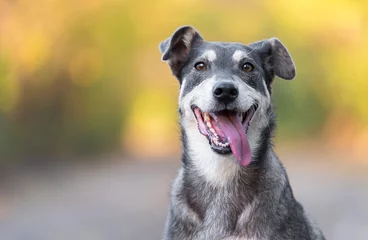 Foto op Aluminium Close-up foto van een schattige hond. © SasaStock