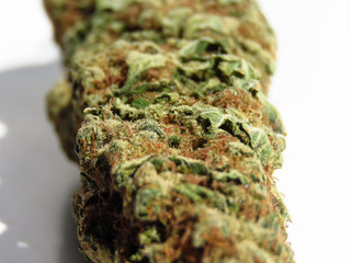 Closeup of medical cannabis bud. Marijuana bud on white background. 