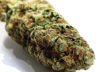 Closeup of medical cannabis bud. Marijuana bud on white background. 