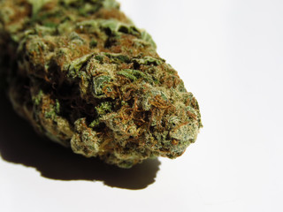 Closeup of medical cannabis bud. Marijuana bud on white background. 