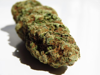 Closeup of medical cannabis bud. Marijuana bud on white background. 