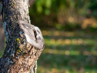 picture with wooden trunk and rope 