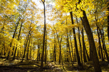 Autumn forest scenes